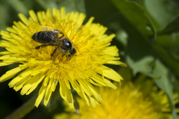 the bee collects the nectar from the dandelion