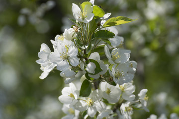 flowering apple tree branch