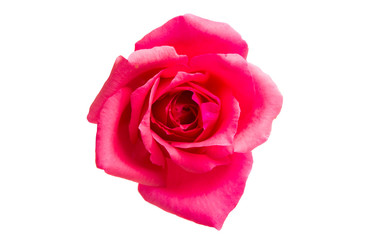 pink rose isolated