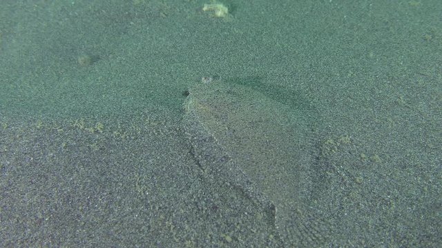 Flounder Scaldback (Arnoglossus kessleri) slowly crawls along the seabed far from the camera.