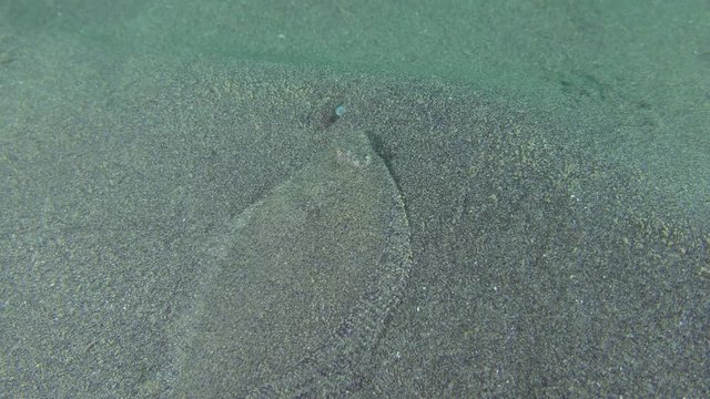 Flounder Scaldback (Arnoglossus kessleri) turns in front of the camera.