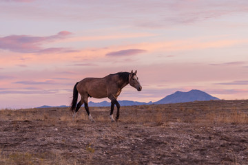 Fototapeta na wymiar Wild Horse in a Desert Sunset