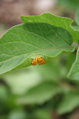 Colorado potato beetle eggs on potato leaves.Leptinotarsa decemlineata