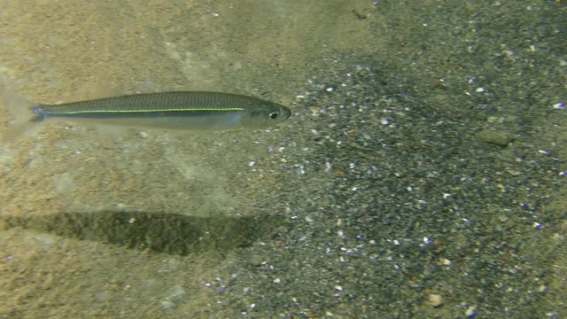 Mediterranean sand smelt (Atherina hepsetus) swims over the seabed, then leaves the frame.