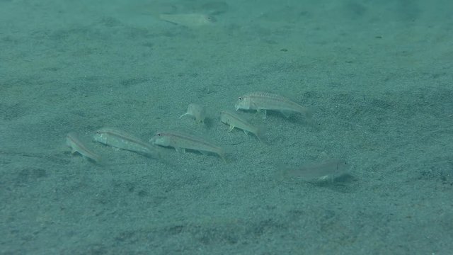 The flock Red mullet (Mullus barbatus) is looking for food on a sandy bottom.