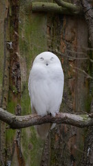 Schneeeule im Zoo