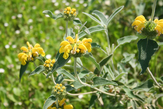 Fototapeta Yellow flowers of Jerusalem sage. Phlomis fruticosa wild plant.