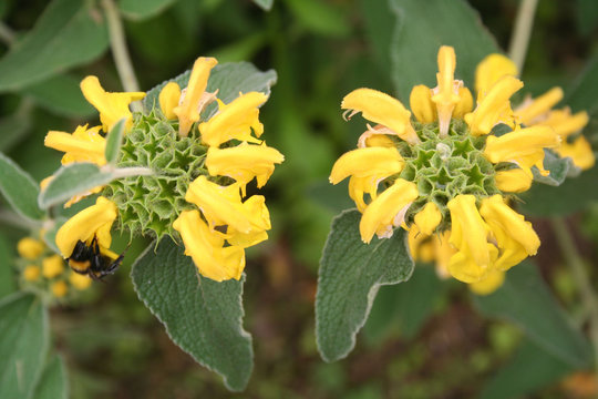 Yellow flowers of Jerusalem sage. Phlomis fruticosa wild plant.