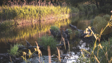 Silent forest river at sunset.