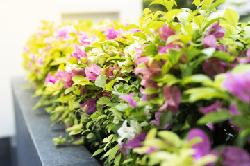 Bougainvillea bush in summer garden