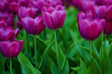 Purple Tulips. Flower bed or garden with different varieties of tulips. 