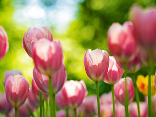 Fototapeta premium Pink Tulips. Flower bed or garden with different varieties of tulips. 