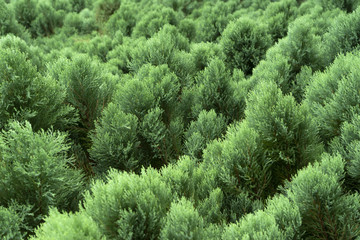 Pine leaves background