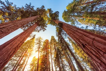 Fotobehang Tall Forest of Sequoias, Yosemite National Park, Californië © lucky-photo
