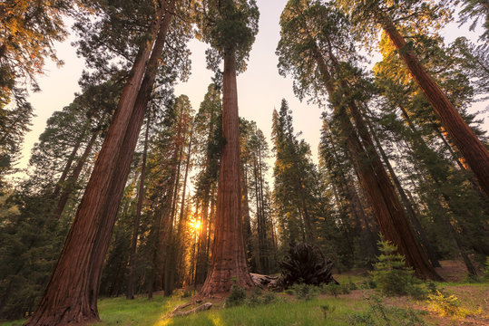 Giant sequoia forest in Sequoia National Park, California