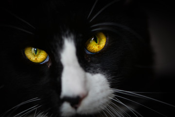 Black cat's eyes. Yellow eyes of black and white cat.