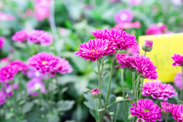 Obraz premium The pink gerbera daisies flowers spring flowers on the at sunset 
