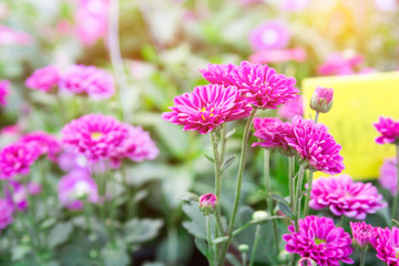 Fototapeta premium The pink gerbera daisies flowers spring flowers on the at sunset 