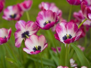 Tulips. Flower bed or garden with different varieties of tulips. 