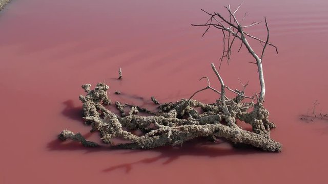 A picturesque snag in a hypergaline pond, the water is colored with green alga Dunaliella salina.