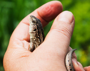 The female lizard in her hand. Candid.