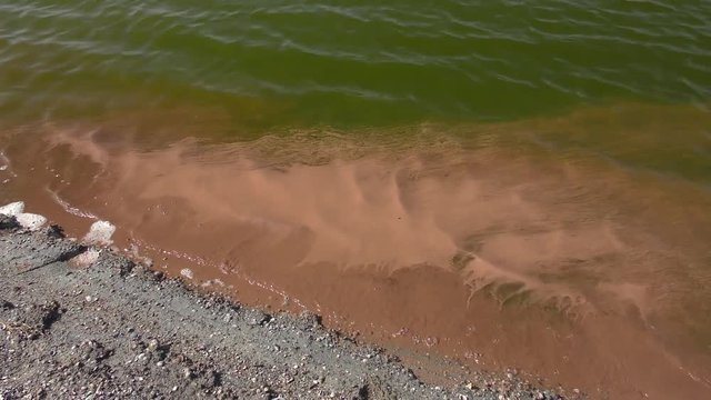 Eggs of Brine shrimp (Artemia salina) concentrated near the shore.