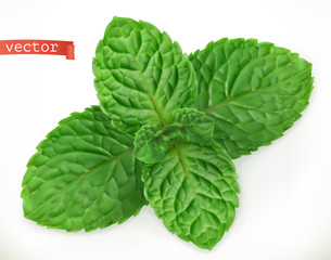 Mint leaves 3d realistic vector icon © Natis