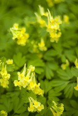 Fototapeta premium green vertical blurred floral background with yellow flowers of Corydalis bracteata in the foreground