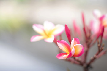 Plumeria flowers on blur background