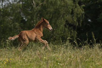 2 Tage junges Fohlen galoppert auf der Wiese