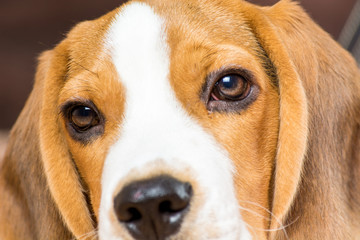 Beautiful hunting dog