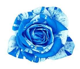 Flower blue white rose isolated on white background. Close-up.  Element of design.