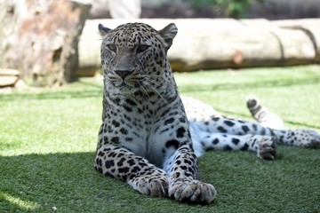 leopardo en españa © sergio