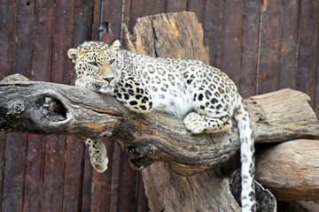 leopardo en españa © sergio