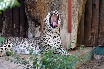 leopardo en españa