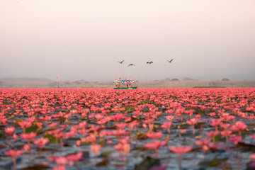 Landscape of famous red lotus sea in Thailand