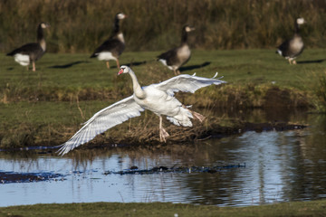 Höckerschwan (Cygnus olor)