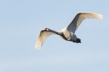 Höckerschwan (Cygnus olor)