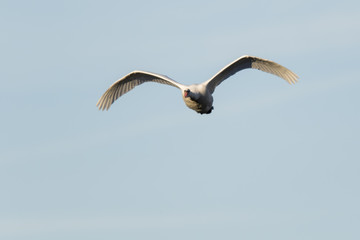 Höckerschwan (Cygnus olor)