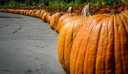 Pumpkims in line