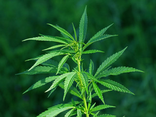 Fototapeta na wymiar cannabis plant in the wild with natural green background