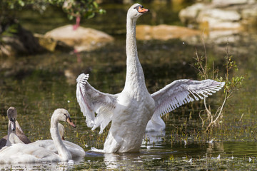Höckerschwan (Cygnus olor)