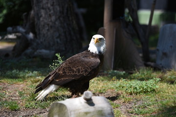 aguila calva en españa