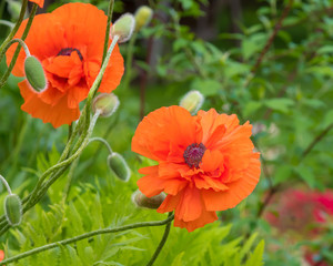 Orange poppies in bloom on green background with blossom close-ups