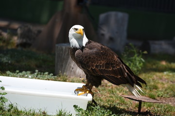 aguila calva en españa