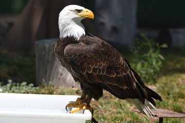 aguila calva en espa&ntilde;a