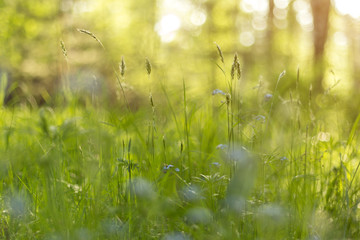 Blur green grass background. Natural, sunlight with bokeh