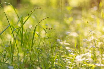 Meadow grass closeup, flowers and plants in sunlight, beautiful blur nature background with bokeh