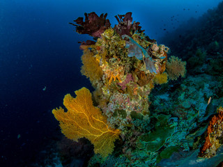 Fototapeta na wymiar The World Underwater