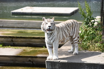 tigre en españa